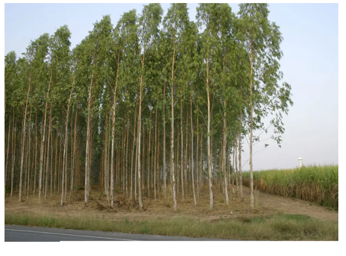 यूकेलिप्टस की खेती कैसे करें | Eucalyptus Farming in Hindi | सफेदा का पेड़ कैसे लगाएं | कीमत