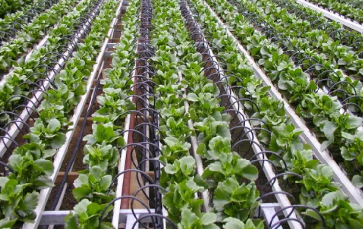  Drip Irrigation In Hindi 