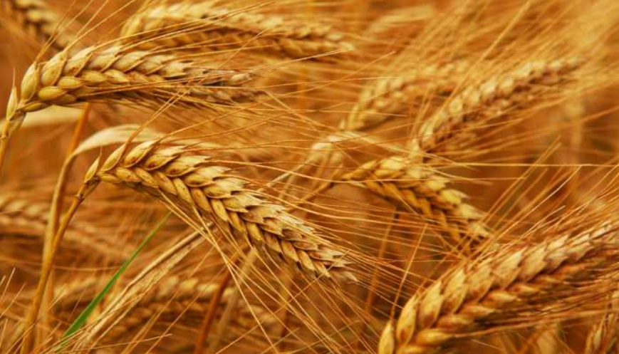 wheat essay in hindi language