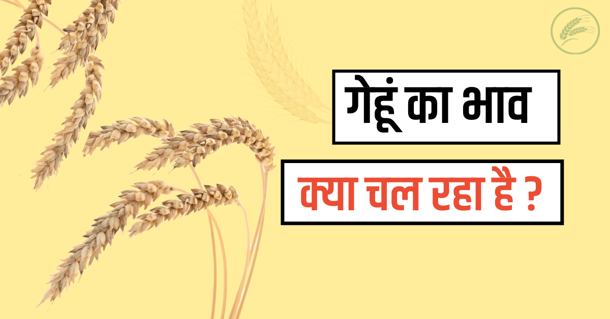 gehun ka bhav