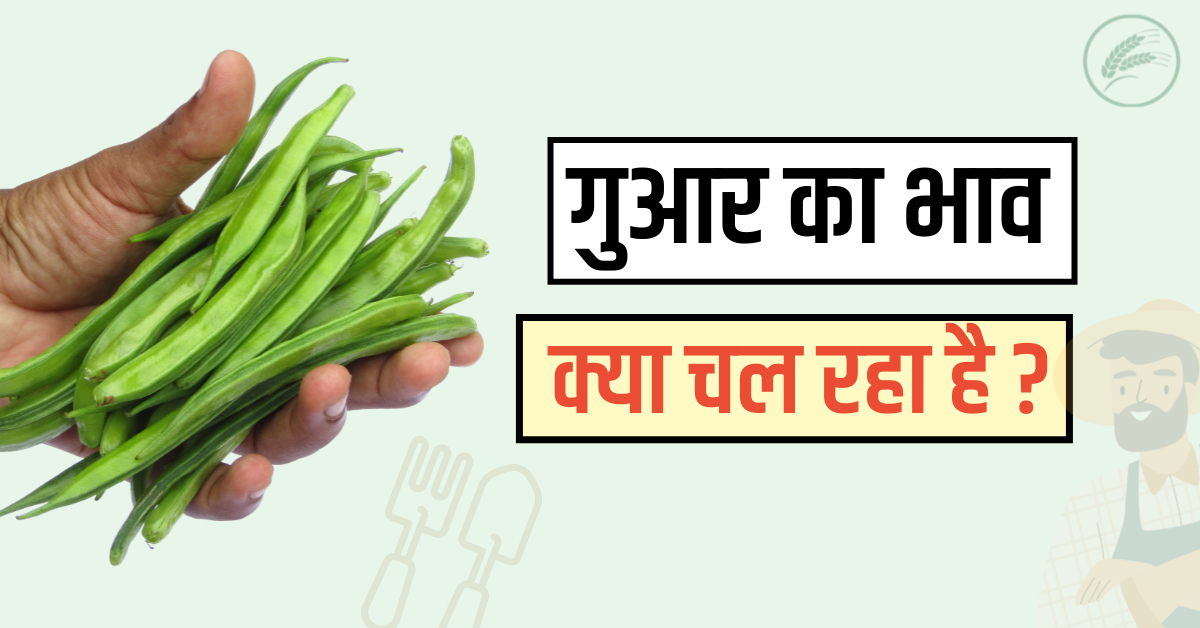 Guar Ka rate