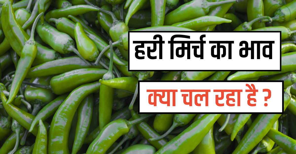 hari mirch ka bhav
