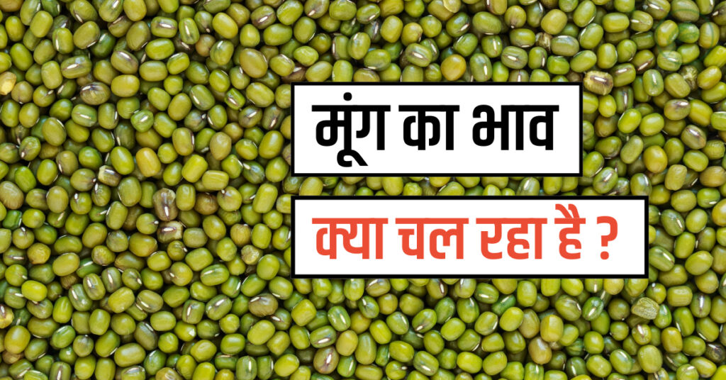 Moong Ka Bhav