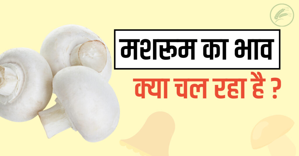 mushroom ka rate